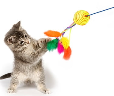 Cat Toys